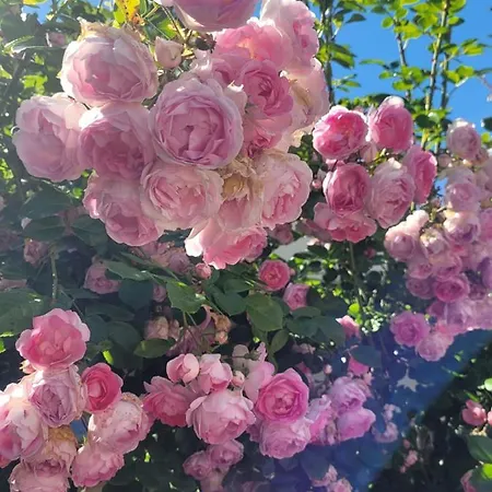 Herzmuschel Appartamento